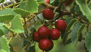 Avellano