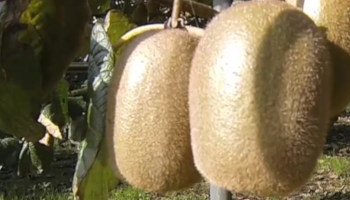 Kiwi