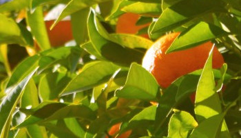 Citricos