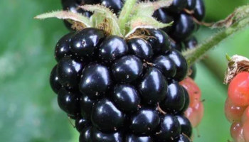 Moras
