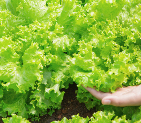 Plantas Horticolas