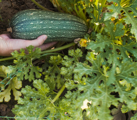 Plantas Horticolas