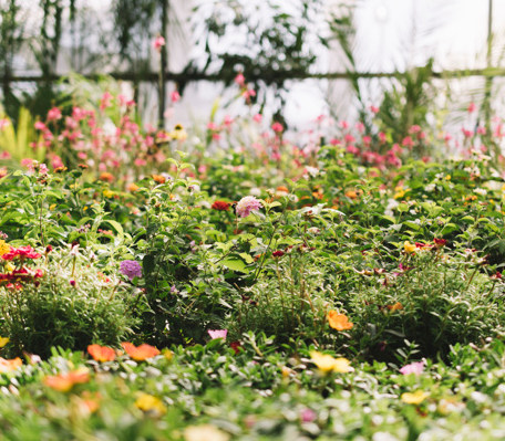 Servicios de Jardineria