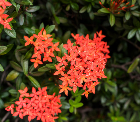 Servicios de Jardineria