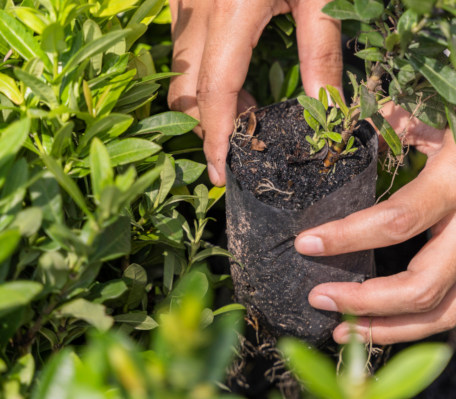 Servicios de Jardineria